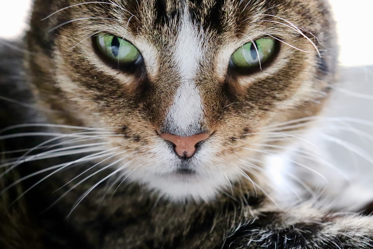 Exploring the Playful Personality of the Norwegian Forest